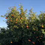 comprar mandarinas online directamente del campo. Comprar directa del agricultor. Los mejores cítricos de de Castellón y Valencia. DOP Nuleta. delcampoa casa directo a tu mesa limon limones naranja naranjas comprar mandarinas online directamente del campo. Comprar directa del agricultor. Los mejores cítricos de de Castellón y Valencia. DOP Nuleta. delcampoa casa directo a tu mesa limon limones naranja naranjas