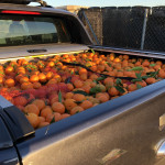 comprar mandarinas online directamente del campo. Comprar directa del agricultor. Los mejores cítricos de de Castellón y Valencia. DOP Nuleta. delcampoa casa directo a tu mesa limon limones naranja naranjas comprar mandarinas online directamente del campo. Comprar directa del agricultor. Los mejores cítricos de de Castellón y Valencia. DOP Nuleta. delcampoa casa directo a tu mesa limon limones naranja naranjas