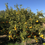 comprar mandarinas online directamente del campo. Comprar directa del agricultor. Los mejores cítricos de de Castellón y Valencia. DOP Nuleta. delcampoa casa directo a tu mesa limon limones naranja naranjas comprar mandarinas online directamente del campo. Comprar directa del agricultor. Los mejores cítricos de de Castellón y Valencia. DOP Nuleta. delcampoa casa directo a tu mesa limon limones naranja naranjas