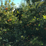 comprar mandarinas online directamente del campo. Comprar directa del agricultor. Los mejores cítricos de de Castellón y Valencia. DOP Nuleta. del campo a casa directo a tu mesa limon limones naranja naranjas comprar mandarinas online directamente del campo. Comprar directa del agricultor. Los mejores cítricos de de Castellón y Valencia. DOP Nuleta. del campo a casa directo a tu mesa limon limones naranja naranjas