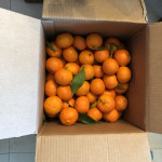 comprar mandarinas online directamente del campo. Comprar directa del agricultor. Los mejores cítricos de de Castellón y Valencia. DOP Nuleta. del campo a casa directo a tu mesa limon limones naranja naranjas comprar mandarinas online directamente del campo. Comprar directa del agricultor. Los mejores cítricos de de Castellón y Valencia. DOP Nuleta. del campo a casa directo a tu mesa limon limones naranja naranjas